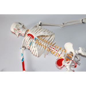 Modelo de esqueleto humano estándar de 85CM, distribución de puntos de arranque y de final de los músculos y del esqueleto - Product Image 6