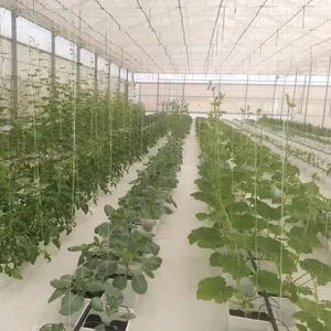 Pot à Bato néerlandais professionnel de haute qualité, système de culture hydroponique pour tomates, concombre, poivre, 2022