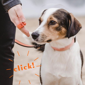 Tragbarer Fingerring-Klicker im Neuen Stil in Verschiedenen Farben für das Training von Hunden und Pferden zum Stoppen des Bellens - Product Image 5