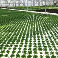Panneau en mousse XPS imperméable à couverture unique, serres agricoles, Film unique pour la culture hydroponique, panneau en styromousse XPS de grande taille PE
