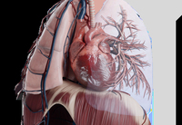 Mesa de disección virtual para educación en simulación, mesa de anatomía digital, enseñanza de anatomía, equipo educativo de anatomía virtual