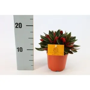 Plántulas, plantas, dispositivos ecológicos personalizados - Product Image 2