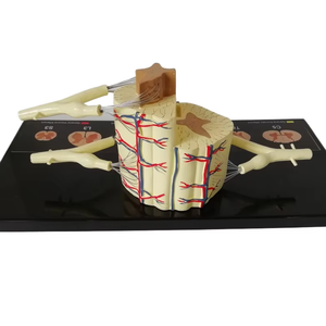 Nuevo Modelo Neuroanatómico Ampliado de Médula Espinal en PVC, Educativo para el Aprendizaje y la Formación - Product Image 1