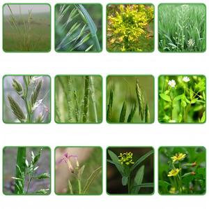 Pyroxasulfone 85% WG Herbicide Sélectif Pré-Émergence pour le Blé, le Maïs, le Soja, Contrôle des Graminées Annuelles et des Adventices à Feuilles Larges - Product Image 4