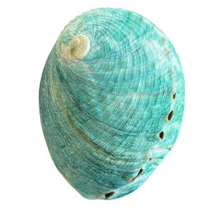 Commercio all'ingrosso in avorio naturale australiano verde Abalone conchiglia di <span class=keywords><strong>mare</strong></span> crudo corno stile con tecnica lucida decorazione artigianale - Product Image 2