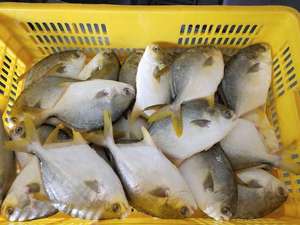 <span class=keywords><strong>Pomfret</strong></span> ปลาสีทองสด - Product Image 5
