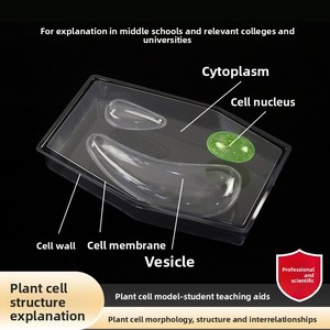 식물 세포 모델 32358 형태학 구조 상호관계 잎 생물학 교육용 기구(32x23x5cm 크기) - Product Image 2