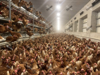 Système d'élevage avicole automatique pour poules pondeuses en plein air, cages de bien-être pour volailles, équipement agricole pour l'Europe et l'Australie