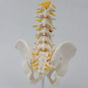 Model anatomi Lumbar dan panggul PVC terlaris model tulang manusia Life-Size untuk Latihan Sains & perawat medis - Product Image 6