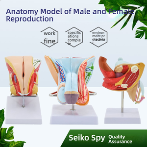 Modèle d'anatomie du système urinaire reproducteur masculin Aide à l'enseignement médical en PVC pour les organes externes internes de l'école de médecine, y compris - Product Image 2