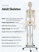 Modelo de Esqueleto Humano de 170 cm, Modelo de Huesos Humanos de Tamaño Real, Modelo de Esqueleto de Tamaño Completo para Ciencias Médicas Anatómicas