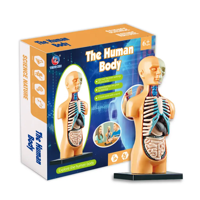 Educational toy assembling human body organ kid anatomy model toy medical human anatomy teaching learning popular science toy