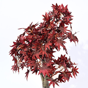 Arbre artificiel <span class=keywords><strong>en</strong></span> érable rouge foncé, style nordique, <span class=keywords><strong>plante</strong></span> sur pied pour le salon, décoration intérieure, arrangement <span class=keywords><strong>en</strong></span> <span class=keywords><strong>pot</strong></span> - Product Image 2