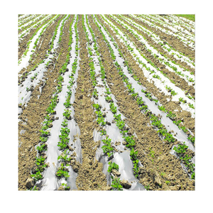 Paillis de Plastique biodégradable <span class=keywords><strong>Film</strong></span> Argent Et <span class=keywords><strong>Noir</strong></span> <span class=keywords><strong>Film</strong></span> de Paillis <span class=keywords><strong>Agricole</strong></span> Invernadero - Product Image 1