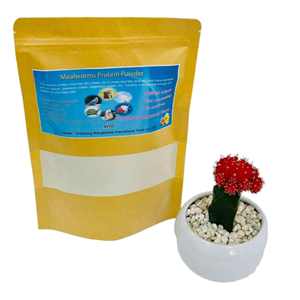 栄養補助食品用脱脂黄ミールワームタンパク質粉末 - Product Image 3