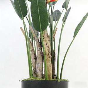 Árbol Bonsái de Ave del Paraíso, Corteza de Plátano <span class=keywords><strong>Natural</strong></span> Seca, Hierba Peluda, Planta Artificial Realista y Ecológica para Interiores - Product Image 3
