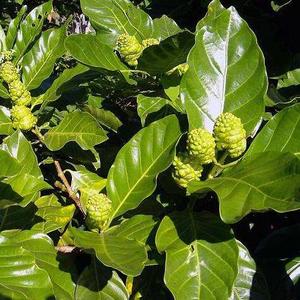 بجودة عالية جديدة مجففة طبيعيًا بأشعة الشمس أوراق هاوايان غير مُجففة للشاي - Product Image 4