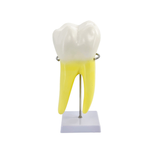 Modelo anatómico de diente molar, modelo de práctica Dental, modelos educativos de odontología, dientes de entrenamiento de biología médica - Product Image 1