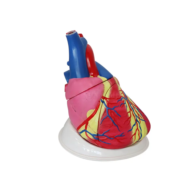 SY-N011 Medical Science 5 times 3 parts medical large 3d big anatomical human heart model for medical students