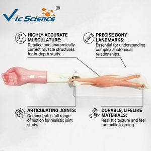 Modèle anatomique <span class=keywords><strong>du</strong></span> coude pour l'orthopédie, la <span class=keywords><strong>médecine</strong></span> sportive et l'enseignement de la myologie humaine CE/ISO/ROHS/CNAS - Product Image 1