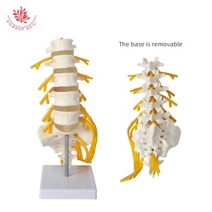 Mô hình cột sống thắt lưng mô phỏng cao Kích thước cuộc sống 1:1 con người thực sự của mô hình dây thần kinh phụ kiện thắt lưng thứ 5 - Product Image 4