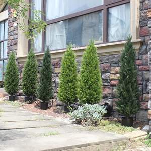 A prova di UV cedro artificiale cipresso albero erba PE materiale giardino esterno decorazione Bonsai pianta - Product Image 2