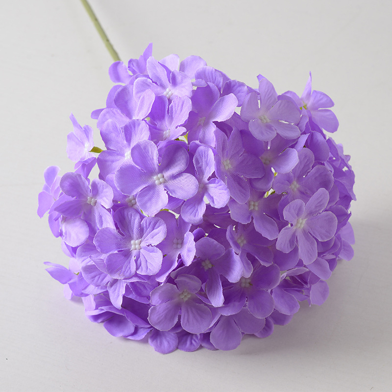 Hortensia sucette violet