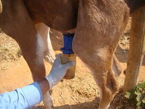 Teat Dip Cup cho Pre vắt sữa và bài vắt sữa ngâm bán trong 120 quốc gia mẫu miễn phí - Product Image 2