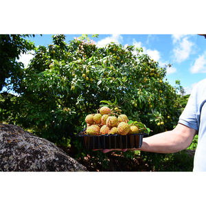 ลิ้นจี่หวานสีเขียวผลไม้สดขนาดใหญ่ที่<span class=keywords><strong>ม</strong></span>ีหลุ<span class=keywords><strong>ม</strong></span>ขนาดเล็กพันธุ์ที่หายาก - Product Image 2