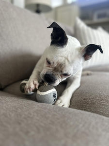 Dayanıklı naylon köpek interaktif dambıl şekilli düğüm halat kombinasyonu agresif köpek için ip oyuncak Molar çiğnemek oyuncak pamuk köpek oyuncak halat - Product Image 5