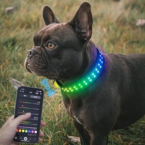 APP per il controllo dello Smart Phone con fibbia e spilla per la luce del collare per animali domestici con collare luminoso per cani che cammina il cane di notte - Product Image 6