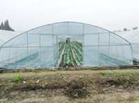 Serre en plastique de type tunnel économique pour la croissance des plantes, serre de qualité supérieure au meilleur prix, serre agricole