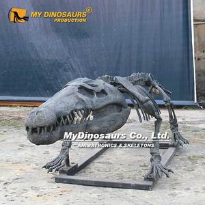 Mydinosaurussen Krokodil Skelet Model Te Koop - Product Image 5