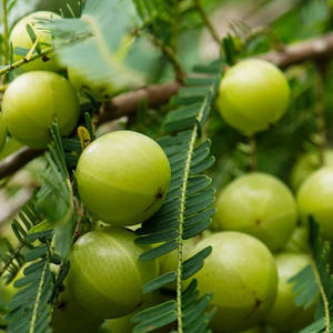 Aceite de Amla Puro Sin Refinar, Orgánico, Vegano, Sin Hexano, Suministro del Fabricante, para el Crecimiento del Cabello - Product Image 2