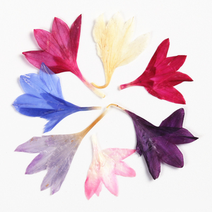 Naturale vero essiccato <span class=keywords><strong>fiordaliso</strong></span> pressato <span class=keywords><strong>fiori</strong></span> <span class=keywords><strong>fiori</strong></span> <span class=keywords><strong>fiori</strong></span> <span class=keywords><strong>fiori</strong></span> secchi Centaurea Cyanus per <span class=keywords><strong>fiori</strong></span> epossidici - Product Image 1