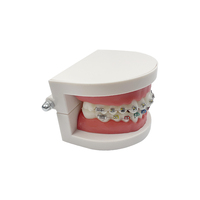 YOUYA DENTAL Tipodonto Dental Modelo Anatómico de Ortodoncia MX-030 de Plástico Realista, Semi-Selpligado, Normal, para Ciencias Médicas