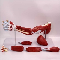 Modelo de Anatomía de Músculos, Vasos Sanguíneos y Nervios de Extremidades Superiores e Inferiores, Brazo y Pierna, Material PET para Escuelas y Hospitales