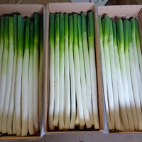 Chinois frais échalote printemps oignon 5 KG Carton frais poireau nouvelle récolte exportation vers le japon corée singapour