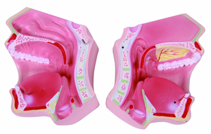 Modelo de Anatomía Oral <span class=keywords><strong>Humana</strong></span> de PVC para Enseñanza Médica Yulin, 2 Componentes, Recurso Didáctico Universitario - Product Image 3