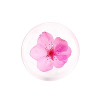 Savon Artisanal Personnalisé en Petites Séries pour Soins de la Peau, Transparent, aux Fleurs Séchées et Acides Aminés, Nettoyant Visage Anti-Acné