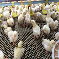 Galvanized4 niveaux petit bébé poulet canard cage durable fil cage 100-300 oiseaux capacité poussin couveuse Cage à vendre au Zimbabwe