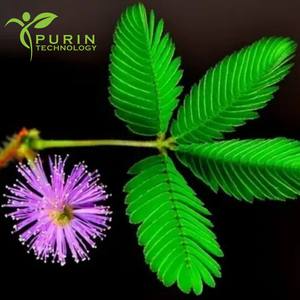 消化器の健康処方のための純粋なミモザ<span class=keywords><strong>Pudica</strong></span>抽出物 - Product Image 2