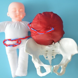 Modelo de Pelvis para Demostración de Parto con Feto/Cordón Umbilical/Placenta, Modelo de Pelvis para Enseñanza Obstétrica para <span class=keywords><strong>Centros</strong></span> de Salud. - Product Image 4