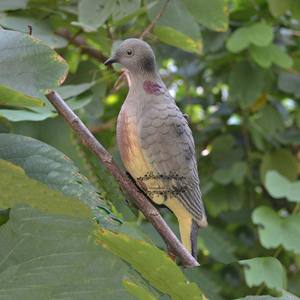 6 Stuks Levensechte Kunstmatige Duivenbeeld Landschap Gazon Decoratie En Jacht Lokaas Nep Vogel Schuim Vogels Dook Voor Gebruik Buitenshuis - Product Image 4