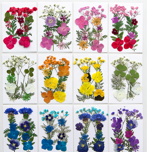 12 pièces/paquet de mélange de fleurs pressées pour la fabrication de <span class=keywords><strong>savon</strong></span> et de bougies en résine époxy bricolage artisanat et carte-cadeau - Product Image 5
