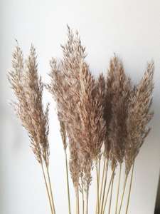 Flores secas Pampas Grass Nautical Home Decor 70-80cm 100% Natural Novedad Regalos para ocasiones especiales - Product Image 3