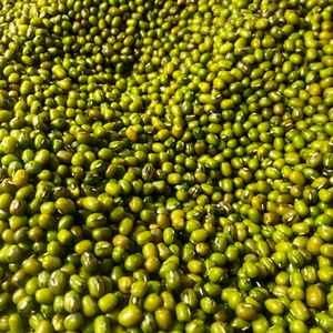 Haricots Mung Verts Indiens FitTree International de Qualité Supérieure, Durée de Conservation de 24 Mois, Emballage en Vrac, Récolte Fraîche, Légumineuses Entières - Product Image 1