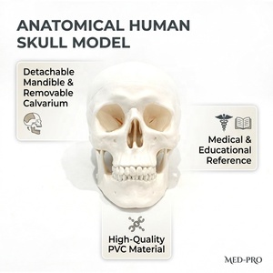 Modelo de Cráneo Anatómico de Tamaño Real, Cada Hueso del Cráneo Desmontable con Etiquetas Numeradas para Educación Médica - Product Image 1