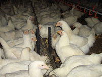 Nouveau plastique éleveur Parent Stock mangeoire équipement poules chaîne système ferme automatique poulet volaille ligne d'alimentation