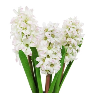 Hyacinthe artificiel blanc délicat avec <span class=keywords><strong>des</strong></span> accents de rose pâ<span class=keywords><strong>le</strong></span> dans un pot en céramique poussiéreux, un délice romantique pour la table - Product Image 2